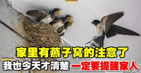 燕子窩風水|家裡有燕子窩代表什麼呢？（建議看看）